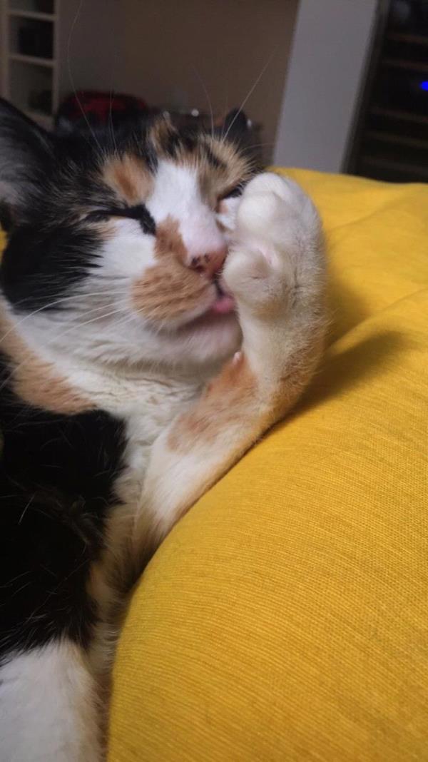 /Images/uploads/Humane Society of Utah/HSUCalendar/entries/835thumb.jpg